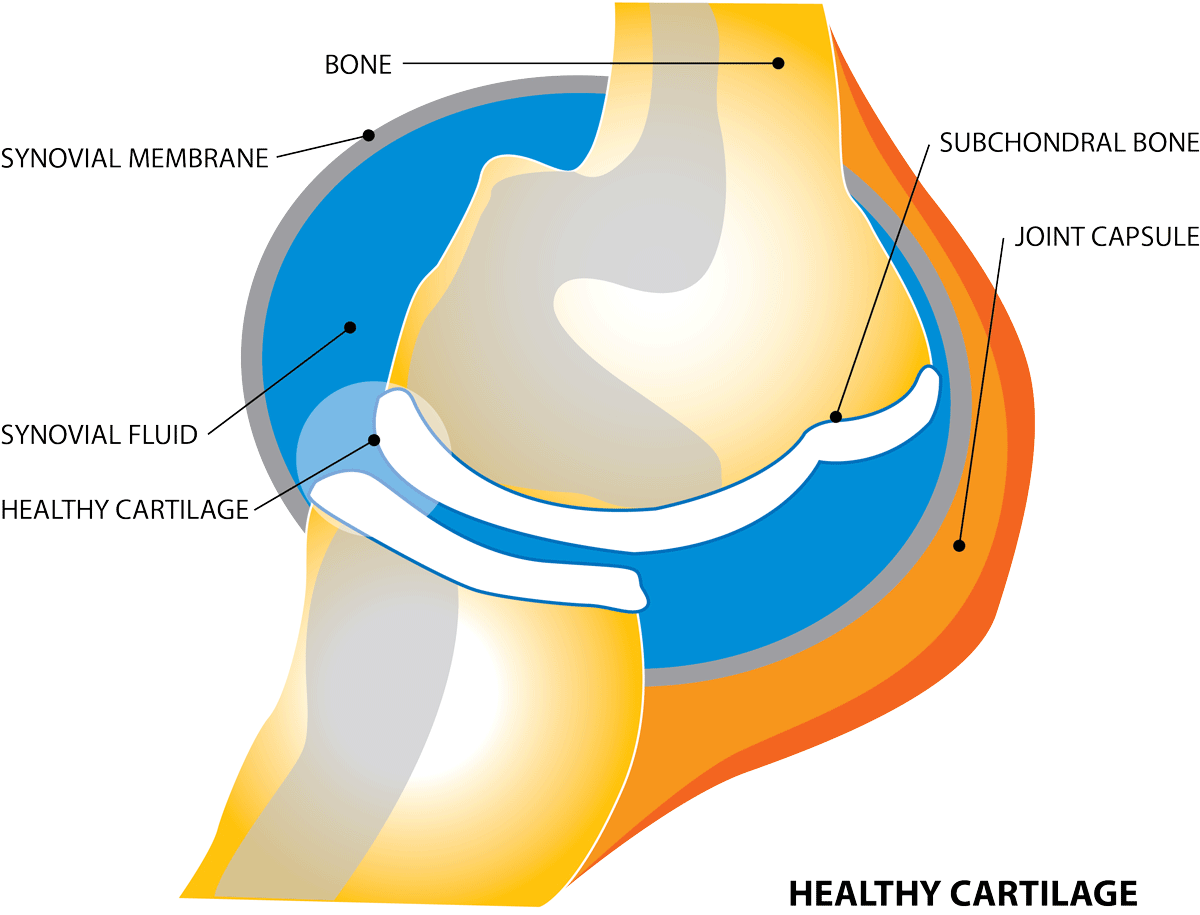 Arthritis in Dogs A Guide for Pet Parents Parnell Living Science